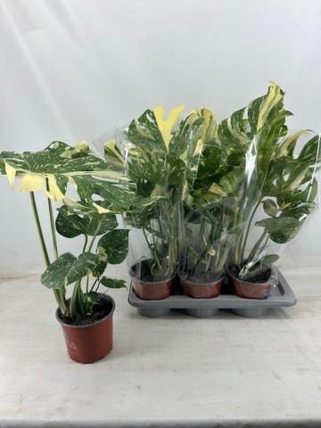 Монстера deliciosa Ф17см, H55см - Зеленолистни