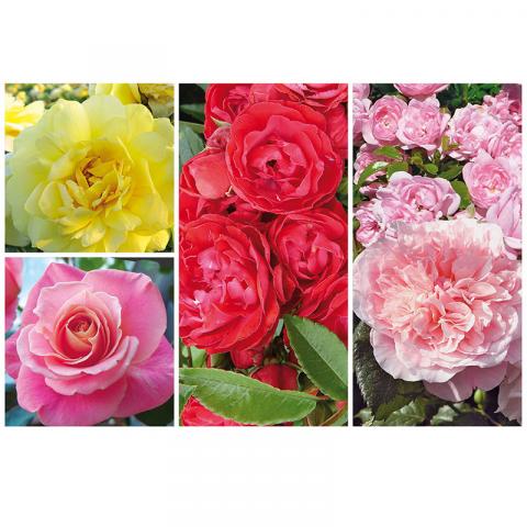 Катерлива роза - различни цветове - Външни растения