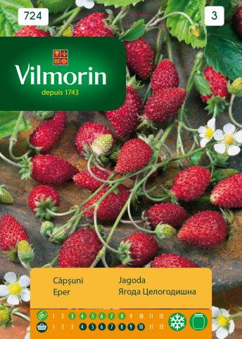 Ягода целогодишна - Вилморин, снимка 2 - Семена за плодове и зеленчуци
