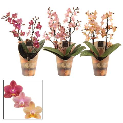 Орхидея Perfium - Орхидеи