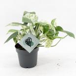Епипремнум Marble Variegata Ф12см, H20-35см