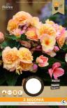 Луковици PURE Бегония Grandiflora шампанско, 3бр