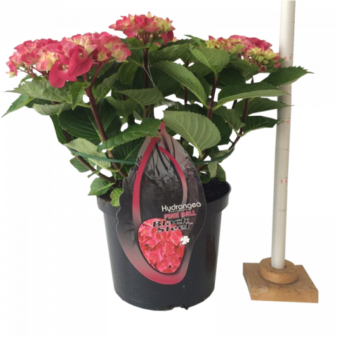 Хортензия BS Pink Ф23см, H45см - Пролетни балконски цветя