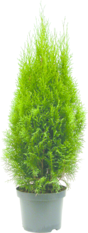 Туя Смарагд 55/65 5л - Иглолистни храсти и дървета