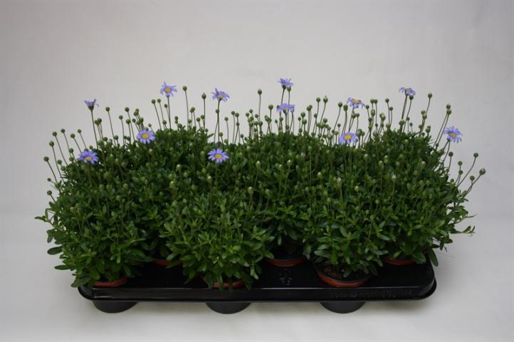 Фелиция Felicitara ф10.5см - Пролетни балконски цветя