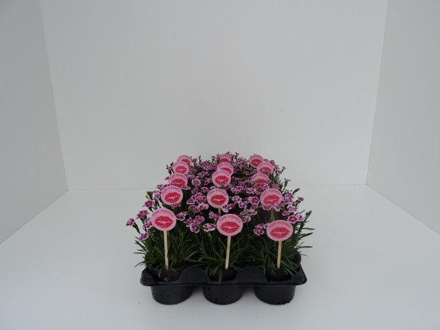Карамфил 'Pink Kisses' Ф: 10,5см, снимка 2 - Пролетни балконски цветя