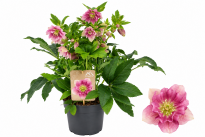 Кукуряк Orientalis Bicolor ф19 см H45 см