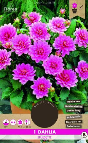 Луковици PURE Далия Bluesette I, 1бр - Далии