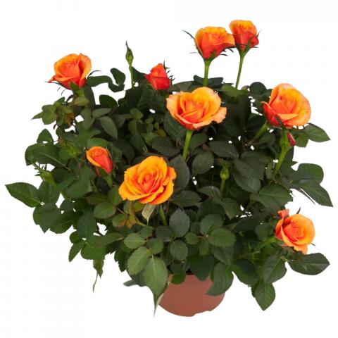 Роза микс ф12см Н25-30см, снимка 3 - Външни растения