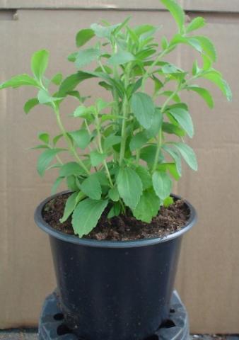 Стевия разсад Со 1л - Зеленчуци и подправки