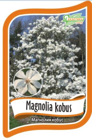 Магнолия кобус 100/120 см, Со 5л - Листопадни храсти и дървета