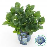 Хортензия Macrophylla Royalty Fabolo ф20 см H40 см