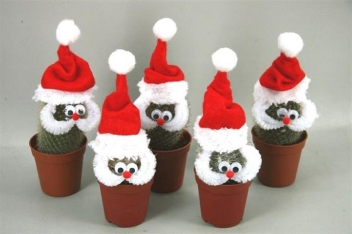 Кактус Santa Ф6.5см - Кактуси и сукуленти