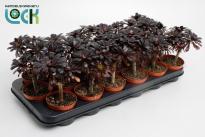 Еониум Nigrum Ф8.5см, H15см