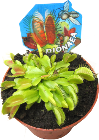 Месоядни растения микс Ф:9 - Зеленолистни