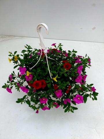Калибрахое Трикси, снимка 3 - Пролетни балконски цветя