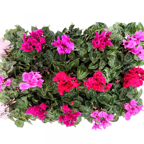 Циклама Ф10.5см - Външни растения