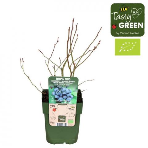 Боровинка Reka Rio ф13 см  H30 см - Овошки и плодни храсти