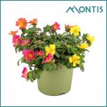 Портулака Carnaval