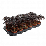 Еониум Nigrum Ф8.5см, H15см