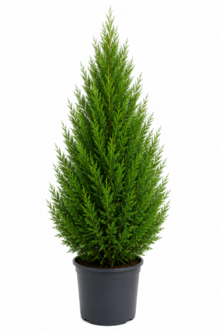 Купресокипарис Leylandii 150-175 см 9 л - Иглолистни храсти и дървета
