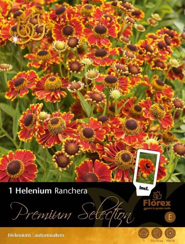 Луковици Premium Хелениум Ranchera 1бр. - Специалитети