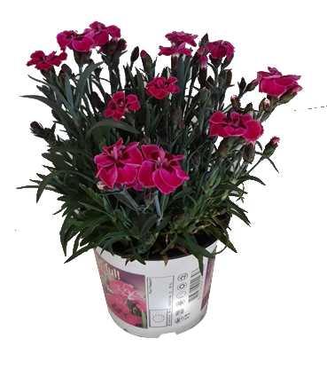 Карамфил Purple Wedding ф10.5 см - Пролетни балконски цветя