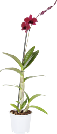 Дендробиум Thailand Black Ф11 - Орхидеи