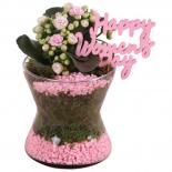 Аранжировка каланхое Ф13см, H20-25см