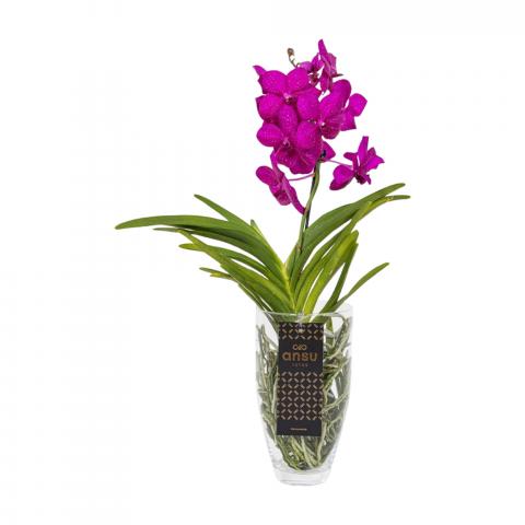 Ванда Charlotte микс, Ф14, Н60-70 см, снимка 2 - Орхидеи
