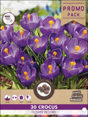 Луковици Минзухар Flower Record  30бр - Минзухари