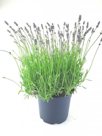 Лавандула Angustifolia Hidcote Co 1л - Външни растения
