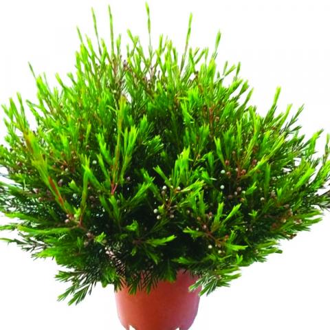 Восъчно цвете Ф15см (Хамелауциум) - Средиземноморски растения