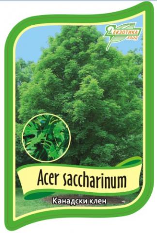 Ацер захаринум (Явор) 120/150 конт. 6л - Листопадни храсти и дървета