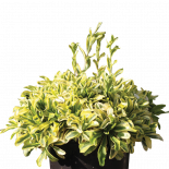 Арабис 1 литър