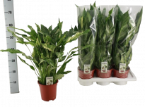 Спатифилум Diamond Ф17см, H60см