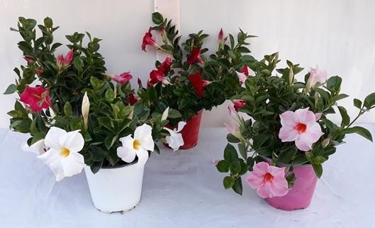 Дипладения Ф12 см, микс - Пролетни балконски цветя