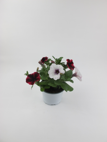 Конфети Микс ф12 см, снимка 2 - Пролетни балконски цветя
