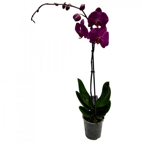 Орхидея Bonito ф12, Н50-70 см, снимка 4 - Външни растения