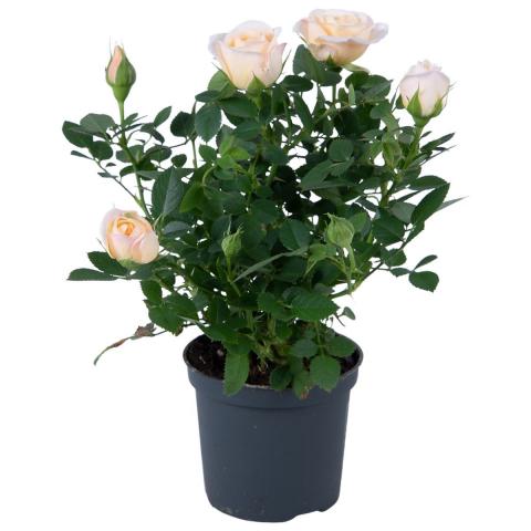Роза Gigi Parade микс ф7 , височина 20-25 см, снимка 2 - Външни растения