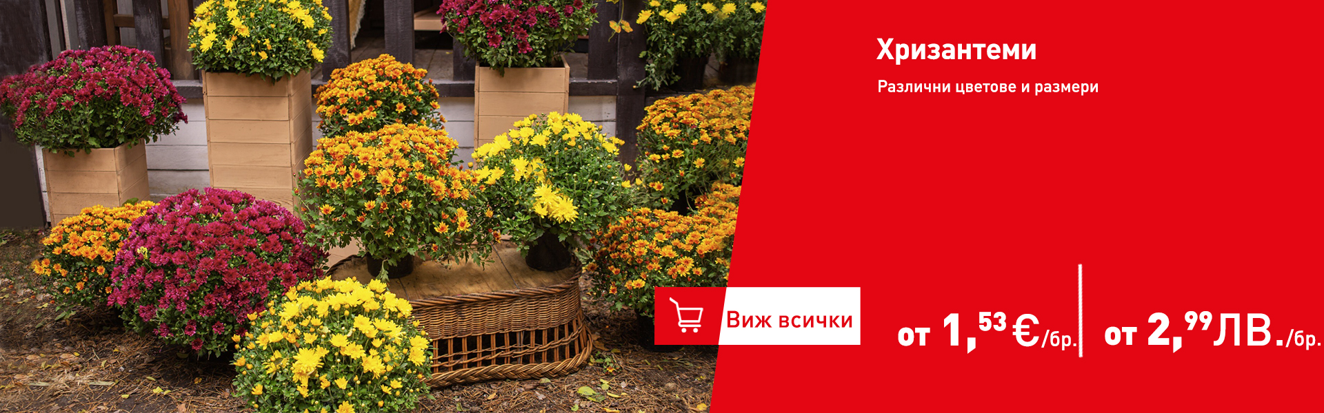 Хризантеми