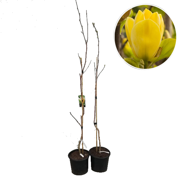 Магнолия 'Yellow Bird', С3л 09040458 на топ цена — Home Max | ex Baumax