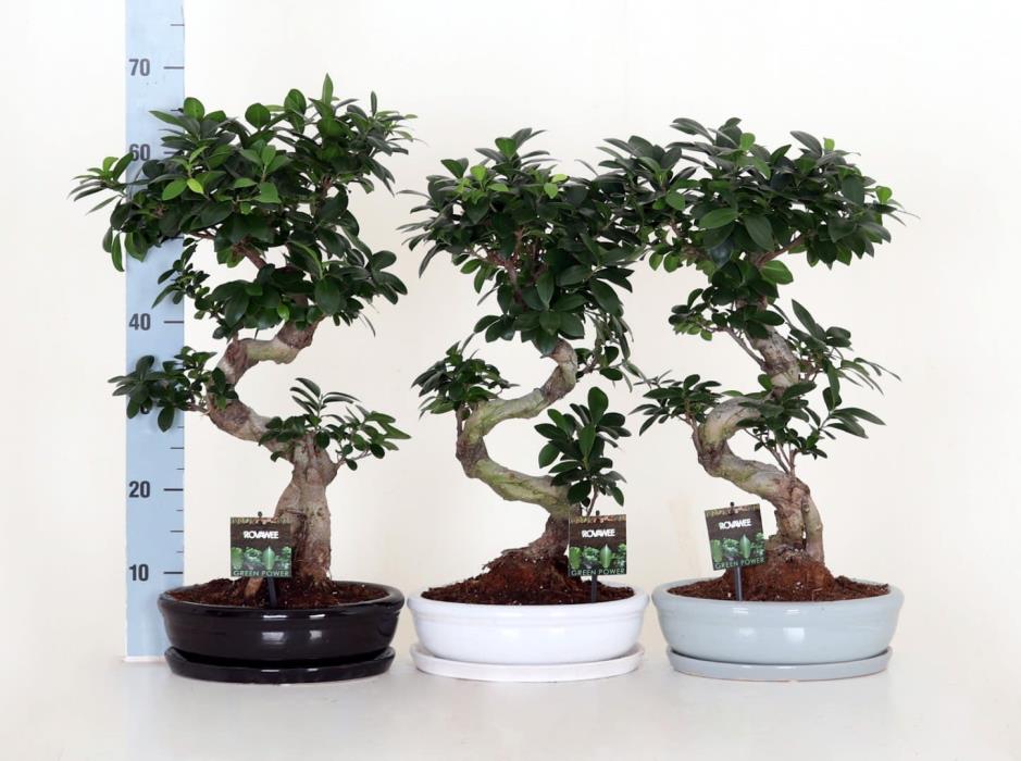 Фикус микрокарпа 'Ginseng' S-форма 09049758 на топ цена — Home Max | ex ...