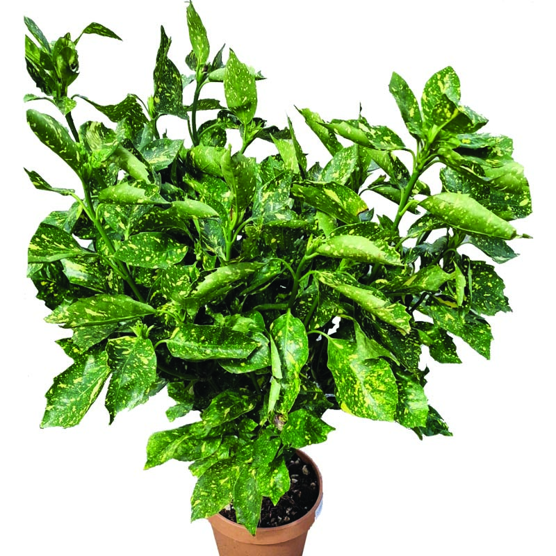 Аукуба jap.Variegata конт. 10л 09059672 на топ цена — Home Max | ex Baumax