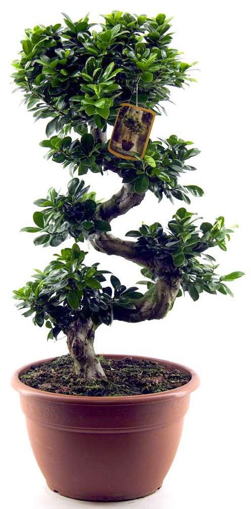 Фикус Ginseng Ф35см, S-форма 09058569 на топ цена — Home Max | ex Baumax