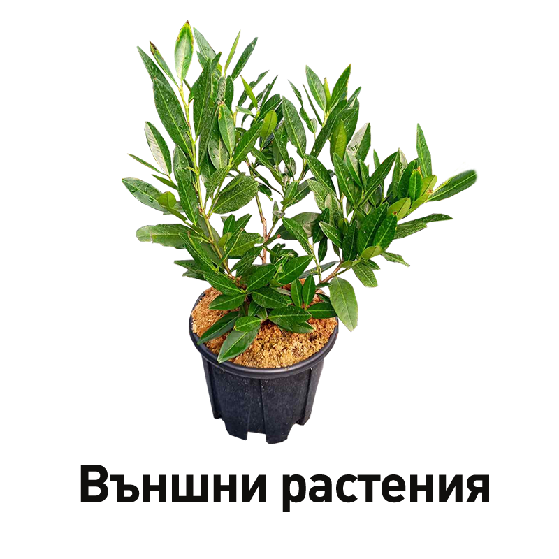 Външни растения