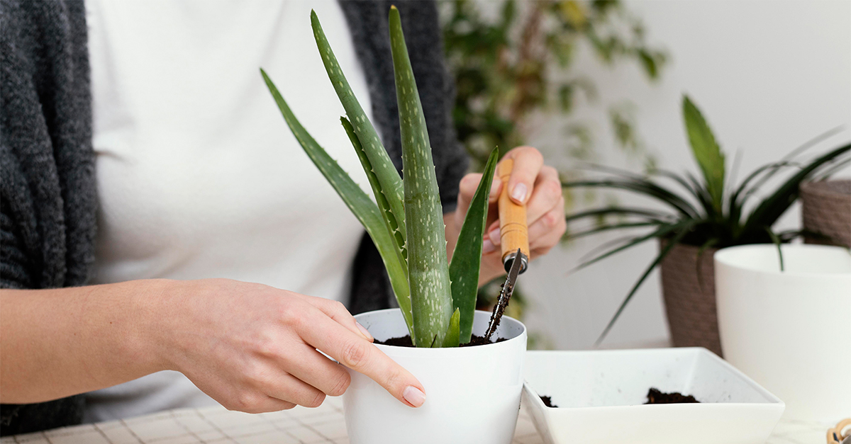 Пресаждане на цвете