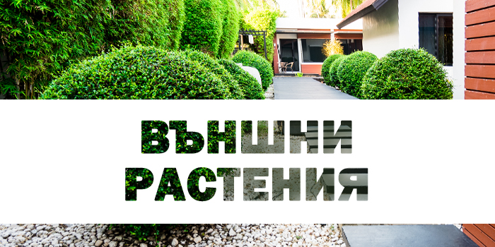 външни растения