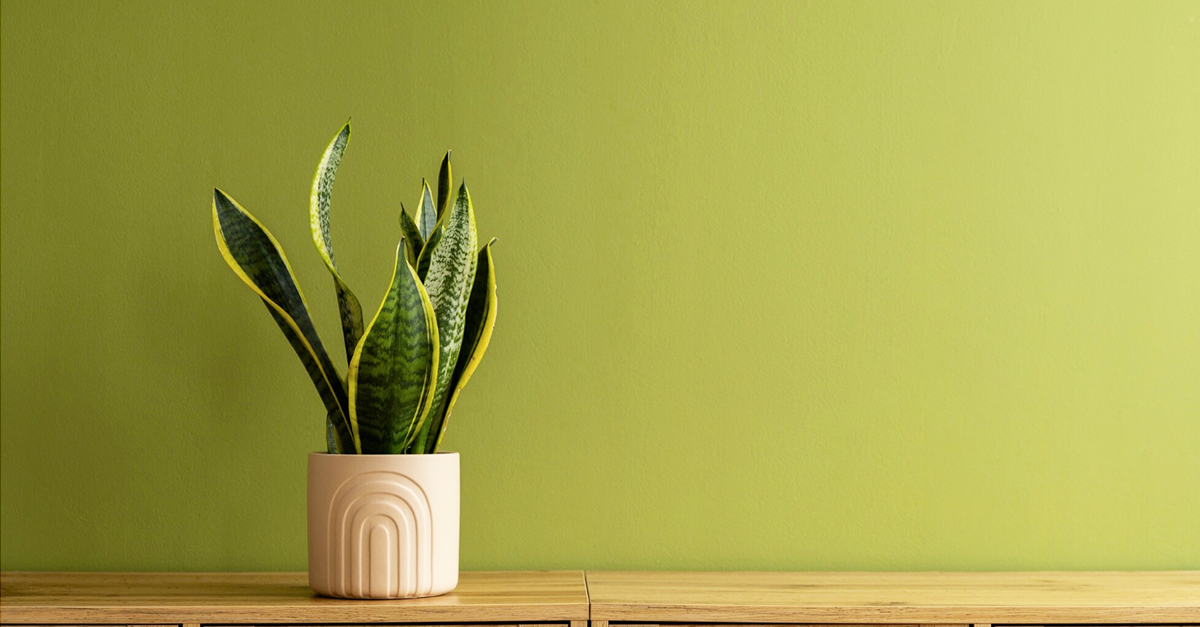 Сенсевиера