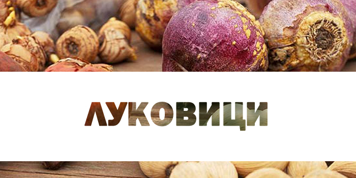 луковици